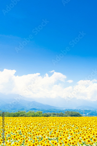 ひまわり畑
