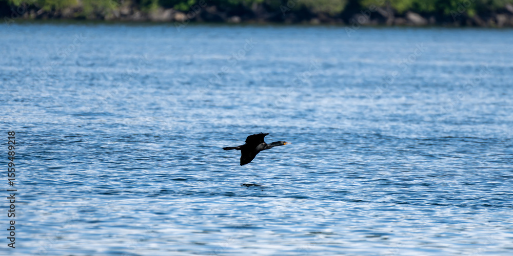 Birds in flight Birds in flight