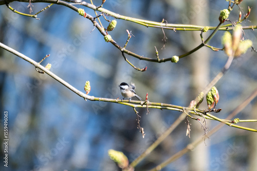 Chickadee