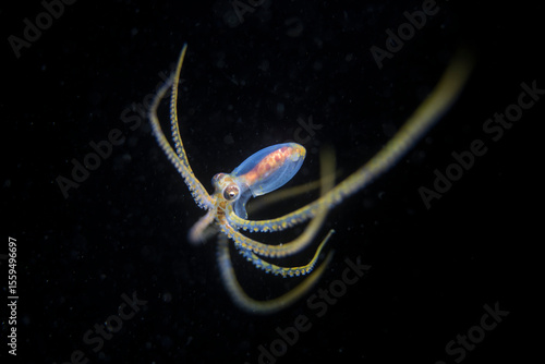 macro life taken in blackwater diving in lembeh