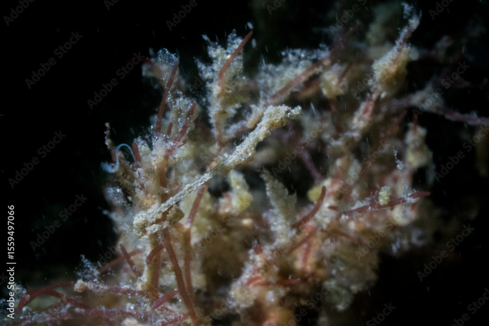 Fototapeta premium lembeh sea dragon in lembeh ocean