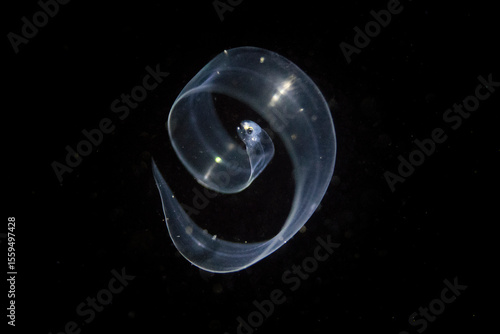 macro life taken in blackwater diving in lembeh