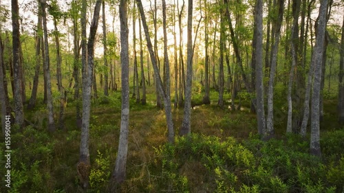 Florida swamp land in the late afternoon, with light streaming through the trees.