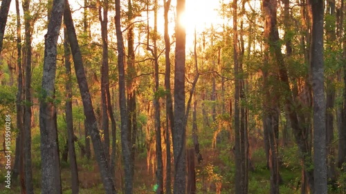 Florida swamp land in the late afternoon, with light streaming through the trees.