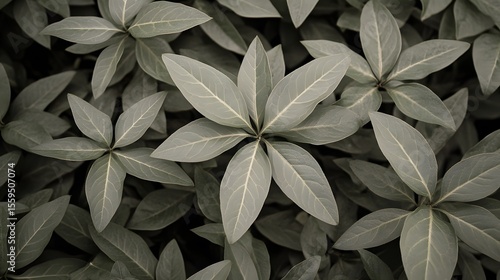 Elegant Greyscale Leaf Pattern Botanical Background