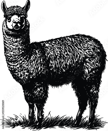 Elegant Black Alpaca Vector Illustration:  Detailed Line Art