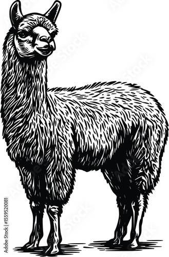 Vector Alpaca Illustration:  Detailed, Monochrome,  Standing Pose,  Farm Animal