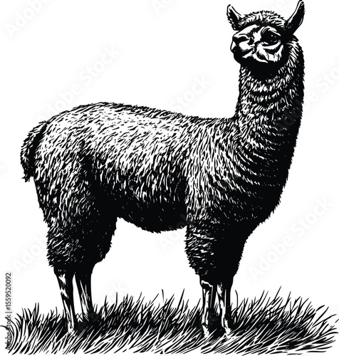 Elegant Alpaca Vector Illustration:  Detailed Line Art, Profile View
