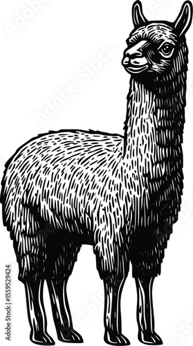 Elegant Alpaca Vector Illustration: Vintage Woodcut Style