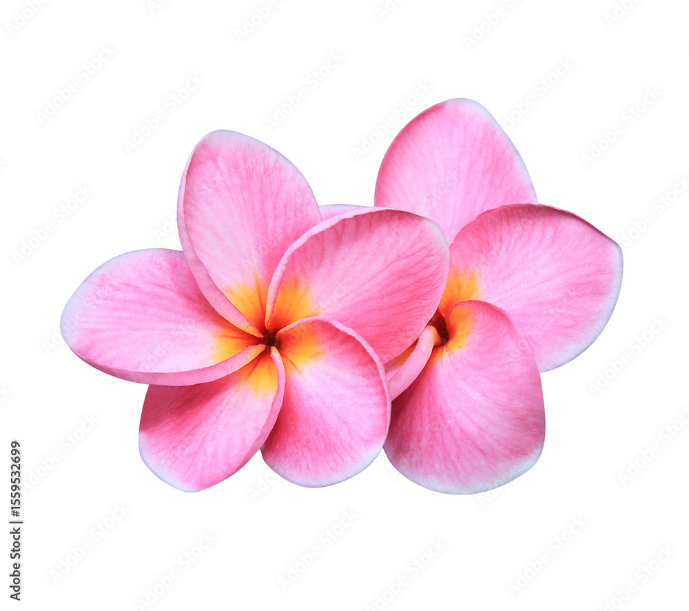 Plumeria or Frangipani or Temple tree flower. Closeup of white-pink plumeria flowers bouquet isolated on transparent background. Plumeria or Frangipani or Temple tree flower. Closeup of white-pink plumeria flowers bouquet isolated on transparent background.