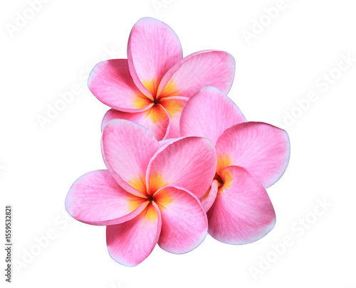 Plumeria or Frangipani or Temple tree flower. Collection of white-pink plumeria flowers bouquet isolated on transparent background.	