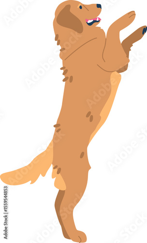 Golden retriever standing on paws