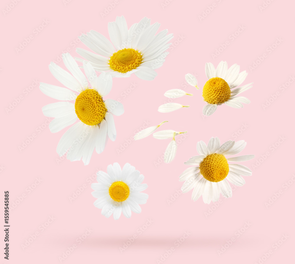 Obraz premium Many beautiful chamomiles on pink background