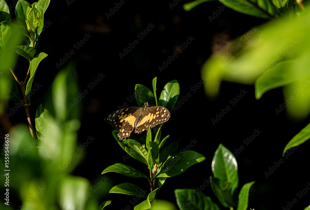 Obraz premium A beautiful yellow and black butterfly resting on green leaves, dramatically illuminated by a spotlight of sun against a black background. A magical and elegant nature portrait.