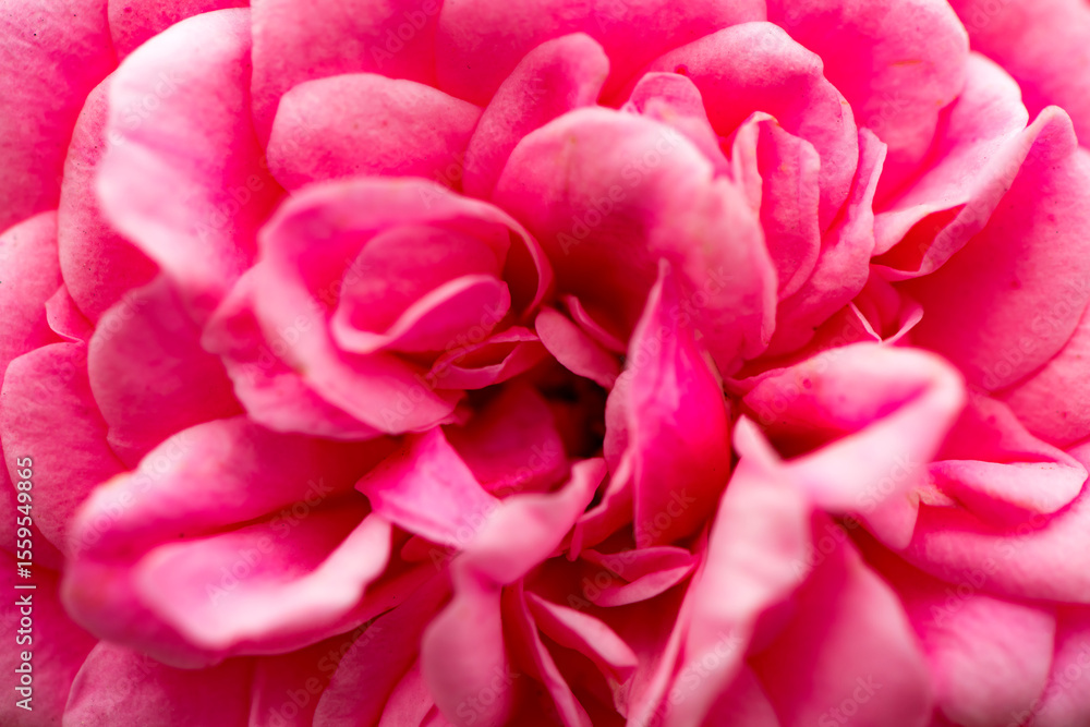Obraz premium A close-up shot of a blooming pink and red rose showcases its delicate petals and vibrant colors. This image captures the beauty and elegance of nature, making it perfect for various creative projects