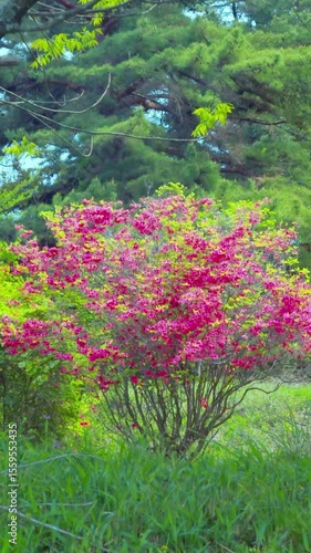 Wallpaper Mural 新緑に映えるヤマツツジの花　縦動画 Torontodigital.ca
