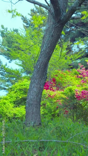 Wallpaper Mural 新緑に映えるヤマツツジの花　縦動画 Torontodigital.ca