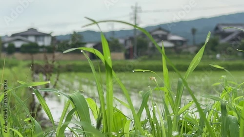 Low-angle shot of a traditional Japanese village behind rice grass. Calm and natural countryside atmosphere with houses and misty hills in the background.