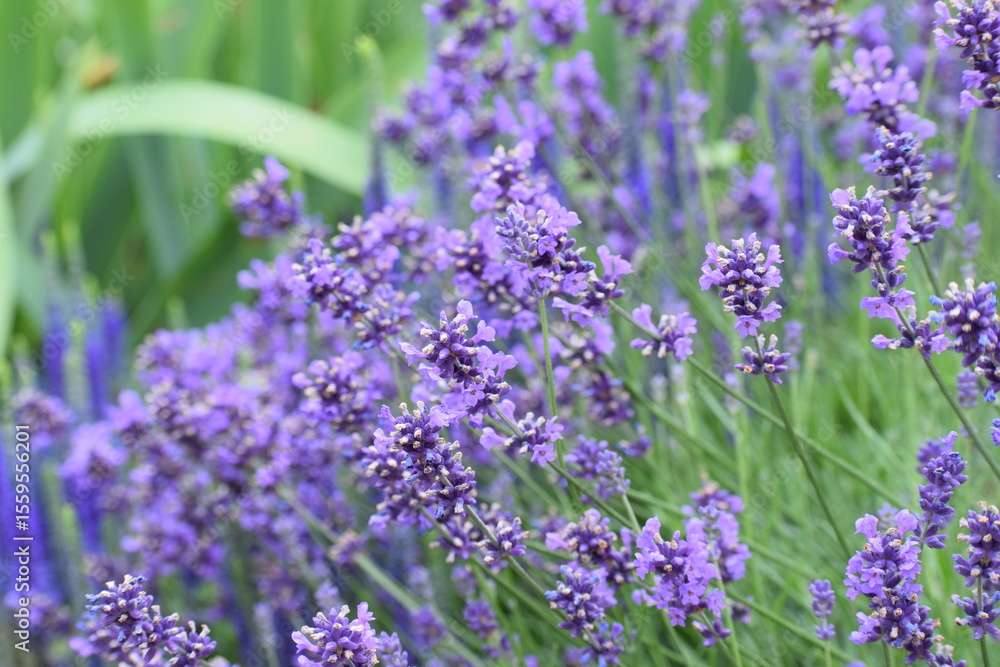 Obraz premium lavender flowers in the garden