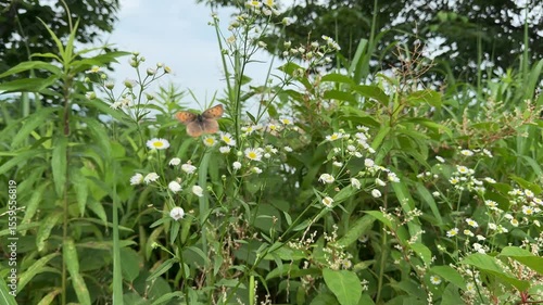 A brown butterfly flutters over blooming wildflowers in a lush summer meadow in Japan. The vibrant greenery and soft petals capture the peaceful beauty of rural nature.