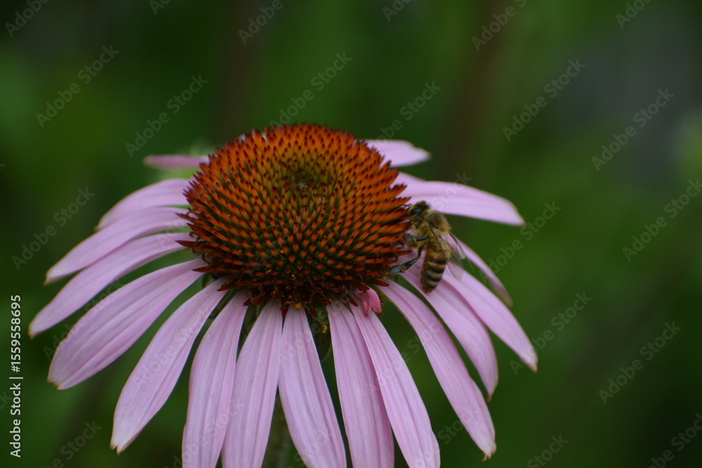 flower of a camomile flower of a camomile