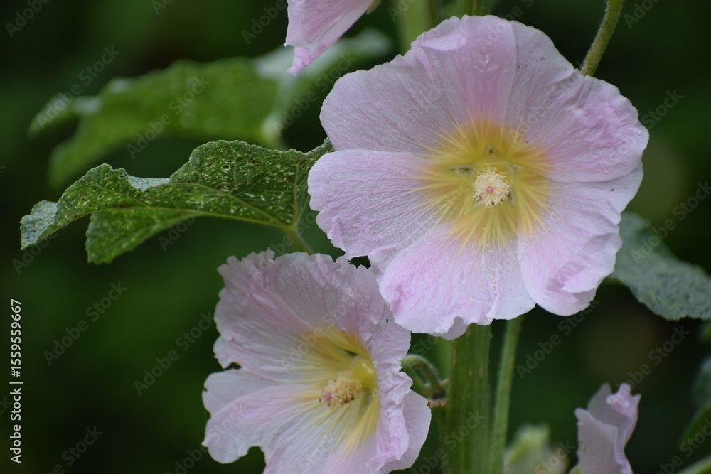 Fototapeta premium pink and white flower