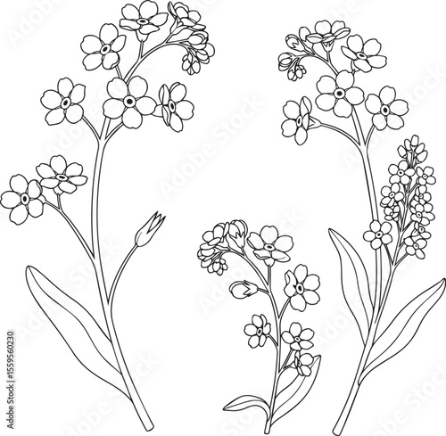 ForgetMeNot Flowers Line Art Illustration with Delicate Petals and Leaves