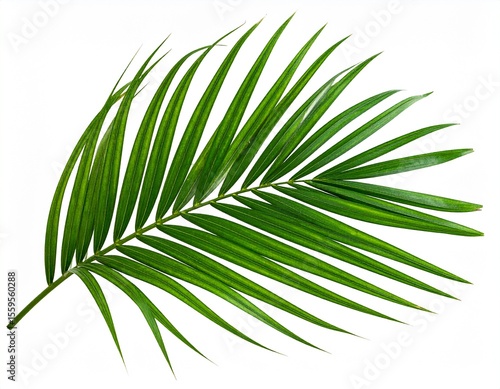 Palm Leaf