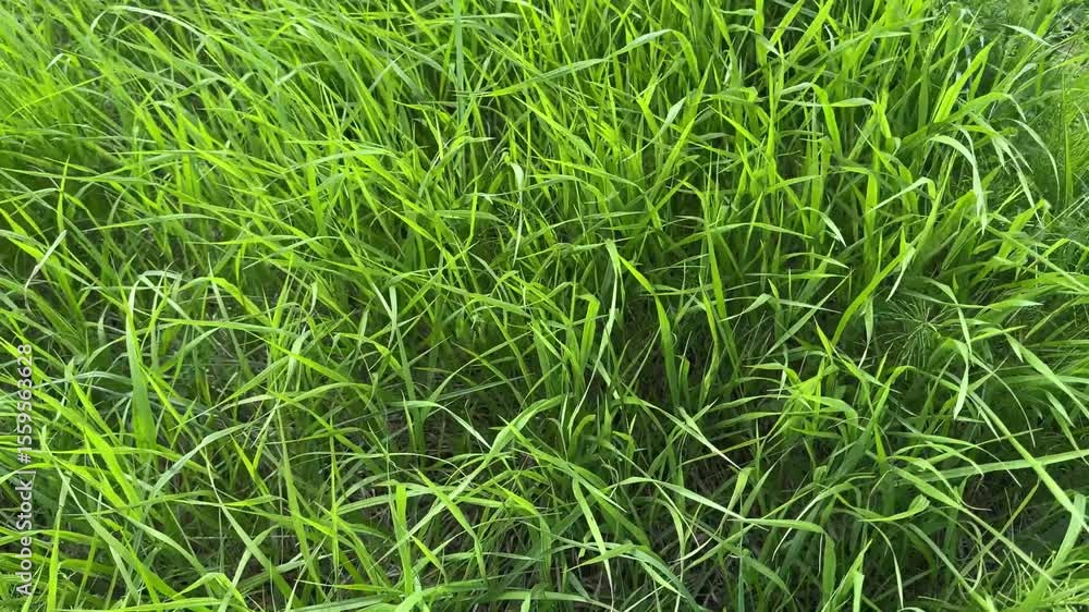 lush green grass grows in the pasture, sharp bright sedge leaves lush green grass grows in the pasture, sharp bright sedge leaves