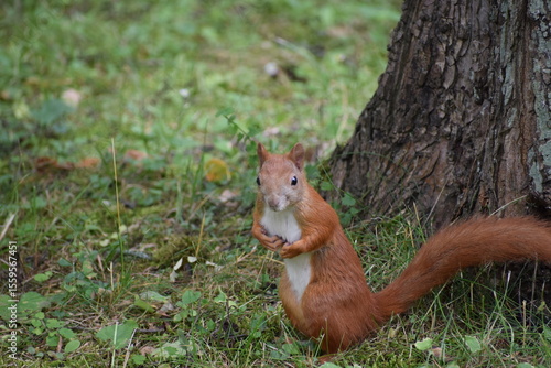 squirrel in the park