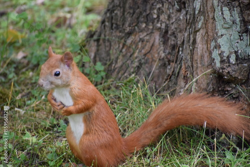squirrel in the park
