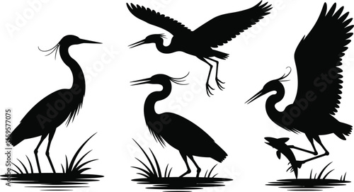Silhouette illustration vector of herons catching fish, flying and standing in water birds scene
