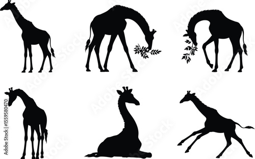 Giraffe lifestyle silhouette vector set with animals grazing, walking and interacting in nature