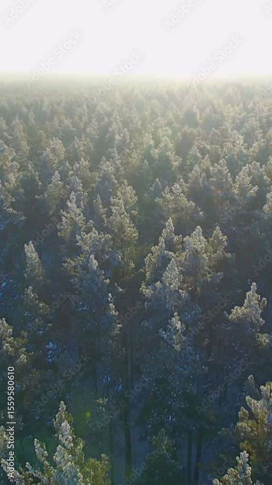 Frost blankets the tall trees in this serene forest as morning light filters through the mist. An enchanting scene captures the quiet beauty of winter in nature's calm embrace. Frost blankets the tall trees in this serene forest as morning light filters through the mist. An enchanting scene captures the quiet beauty of winter in nature's calm embrace.