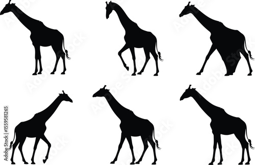 Drinking And Walking Giraffe Silhouette Vector Scene With Wildlife And Savanna Setting