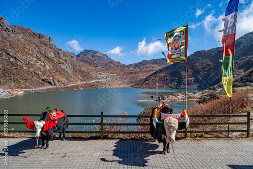 Tsomgo Lake Scenic View with Yaks and Prayer Flags in Sikkim, India. Old Hairy Yak In Mountain. Yak head in front of Tsongmo mounain lake at sunny day in Sikkim, India. 