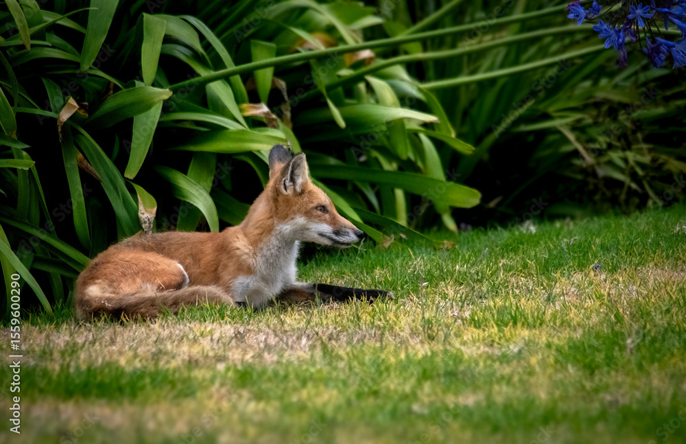 Fototapeta premium red fox alerted by something from a nap on grass in Los Angeles