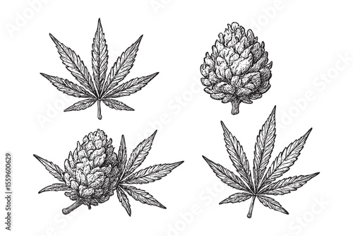 Cannabis Leaves and Buds Vector Engraving Set