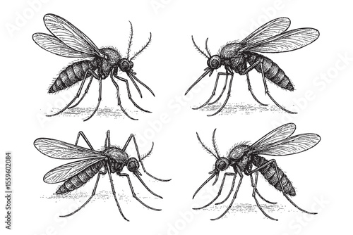 Mosquito Insects Vector Engraving Set

