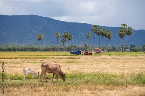 cow in the field