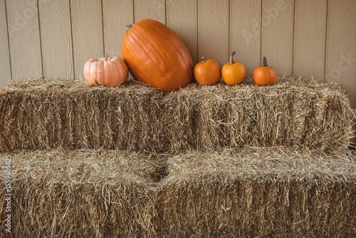 Flat illustration is showing stacked hay bales holding five pumpkins against wooden plank backdrop