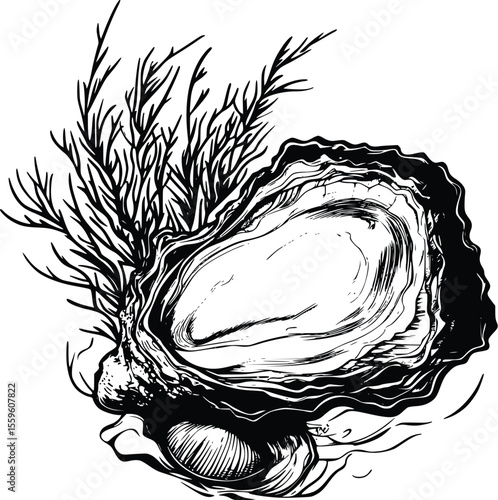 Elegant Oyster Vector Illustration: Dark Ink Drawing- Seaweed Detail