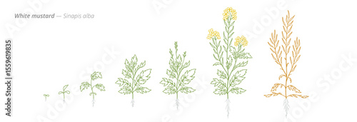 White Mustard Sinapis Alba Growth Stages from Seed to Mature Plant Vector Illustration
