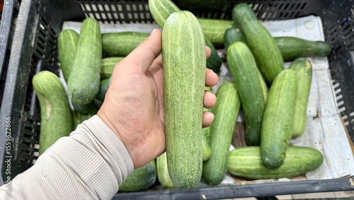 Cucumbers in a basket. A freshly harvested cucumber is held in a person’s hand above a black plastic crate full of similar cucumbers. The cucumbers are medium-sized, green, and slightly ridged,
