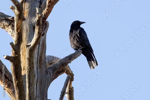 A wild American Crow perched in a tree in Colorado.