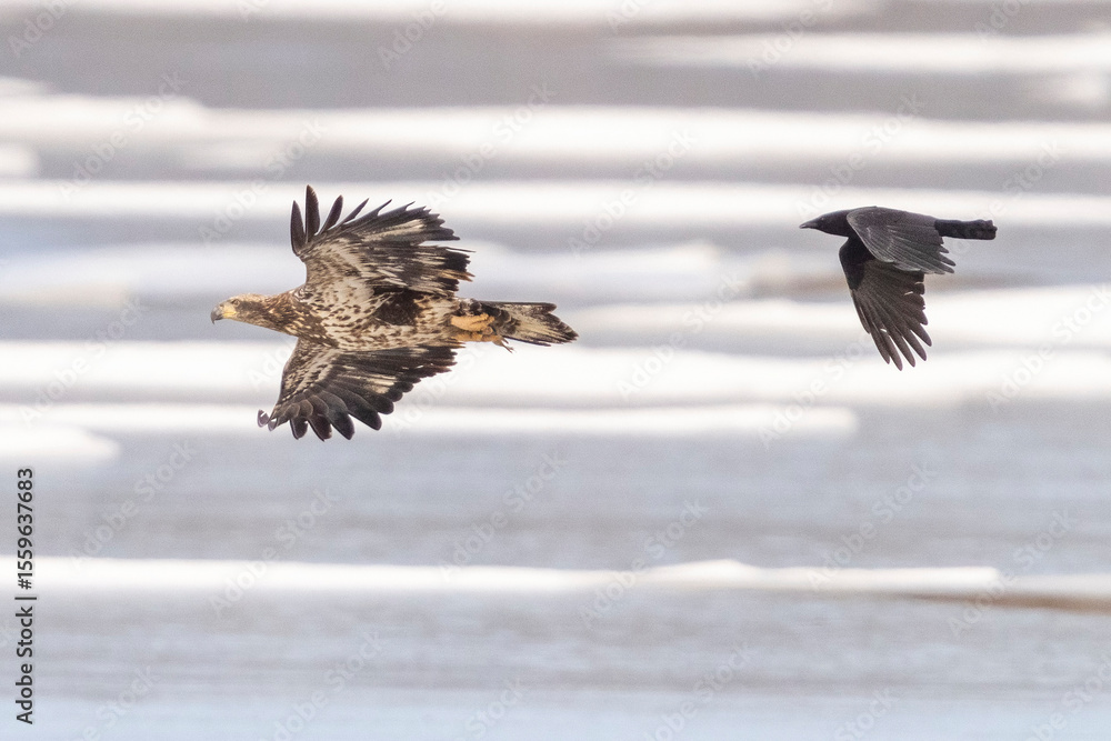 Fototapeta premium Wild bald eagle fishing in a state park in Colorado