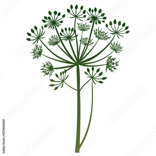 fennel flower silhouette on white background