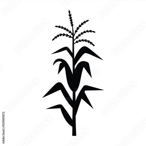 Silhouette of a Corn Plant Stalk with Leaves and Tassel Isolated
