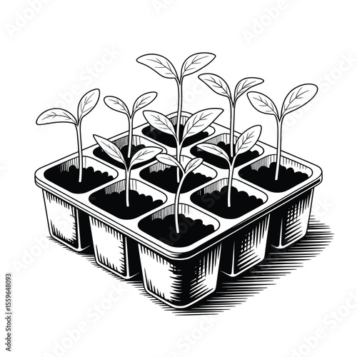 Seedling Tray with Young Plants in Black and White Engraving Style