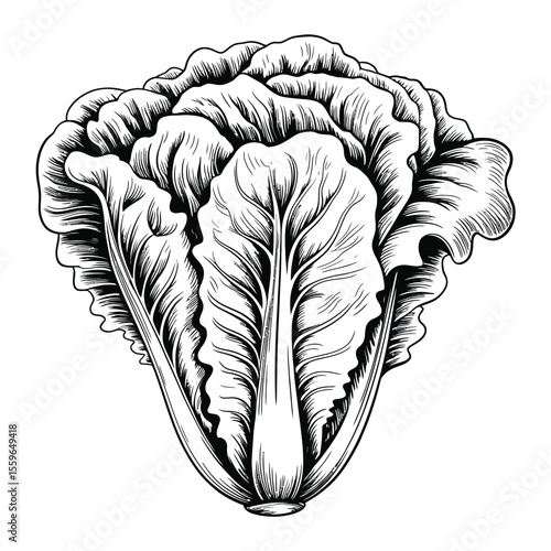 Hand drawn illustration of Chinese cabbage in black and white style